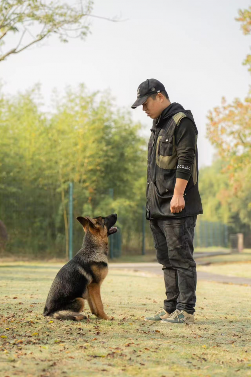 杭州低成本养宠人群犬舍信息参考